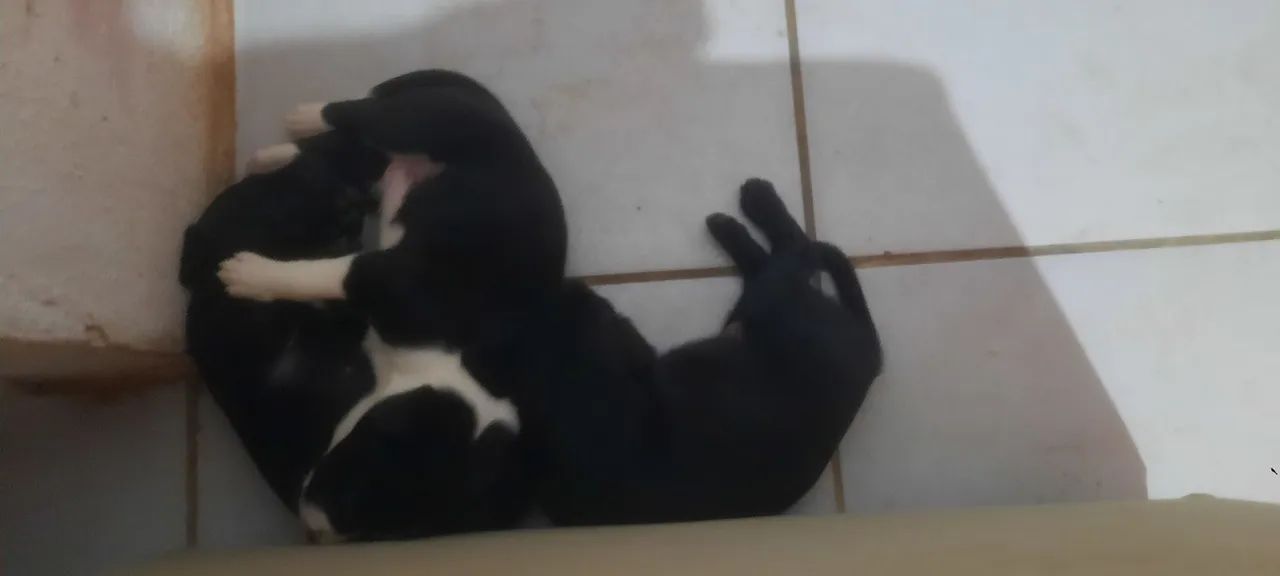 CACHORRINHOS PARA ADOÇAO - Foto 4