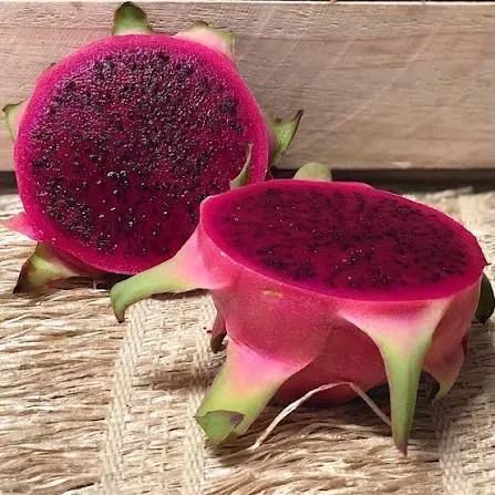  Mudas de Pitaya Vermelha e Branca - Direto do Produtor! - Foto 2