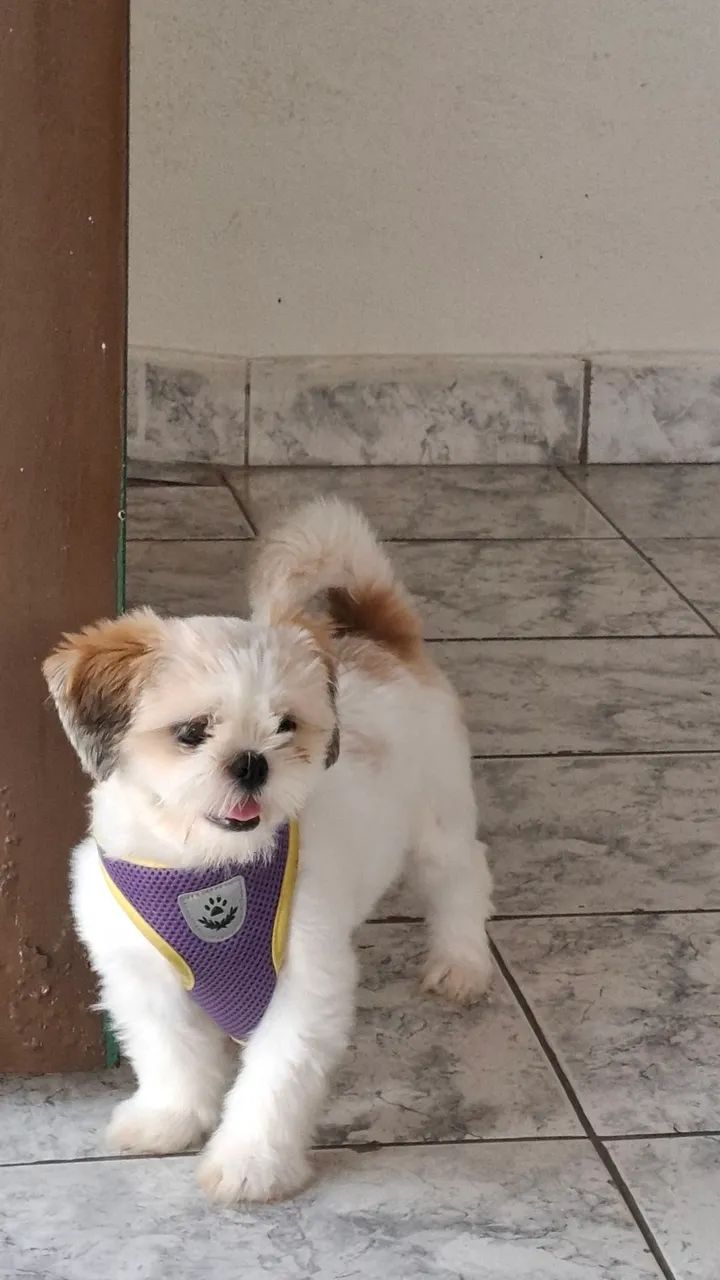 Cachorro Shih Tzu Fêmea