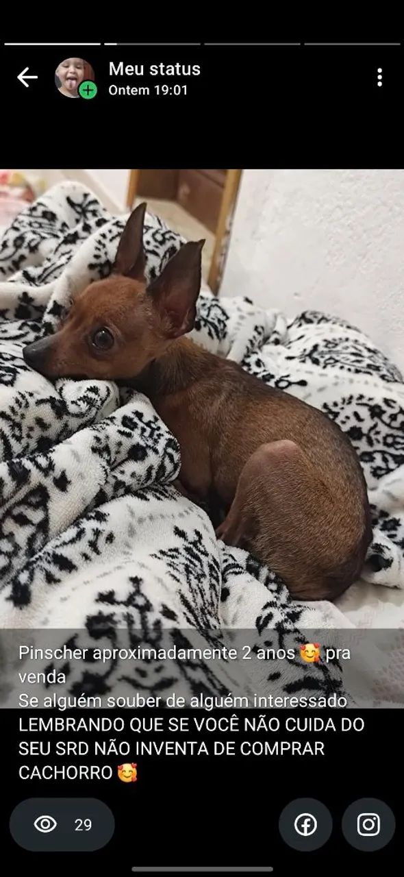Pinscher 0