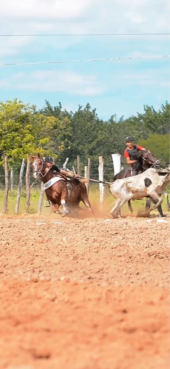 Cavalo quarto de milha vaquejada esquerda - Foto 2