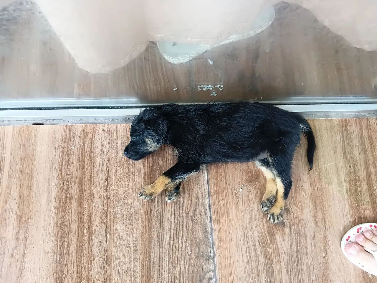 Doação de cachorro  - Foto 2