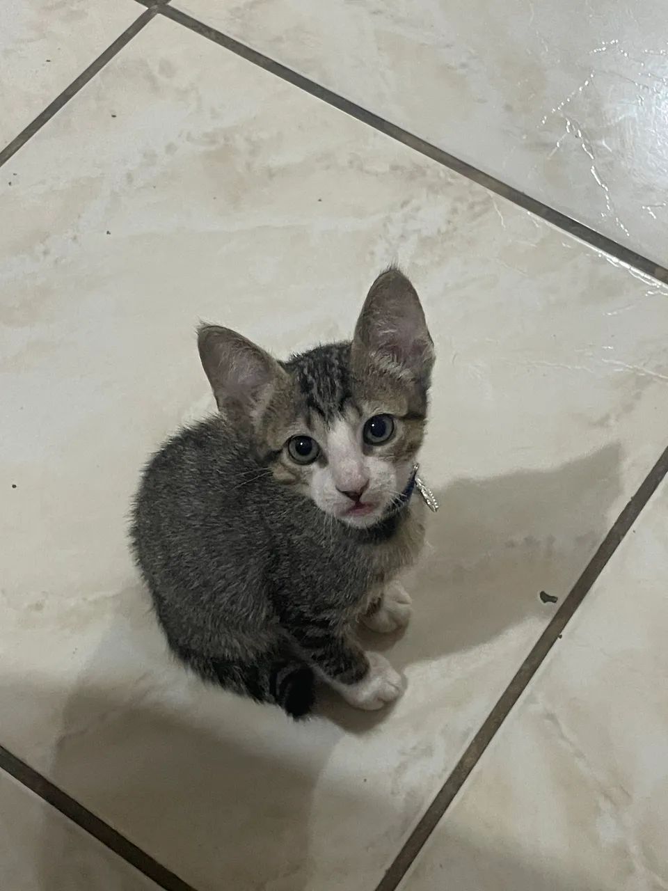 em adoção gatinho macho  - Foto 3
