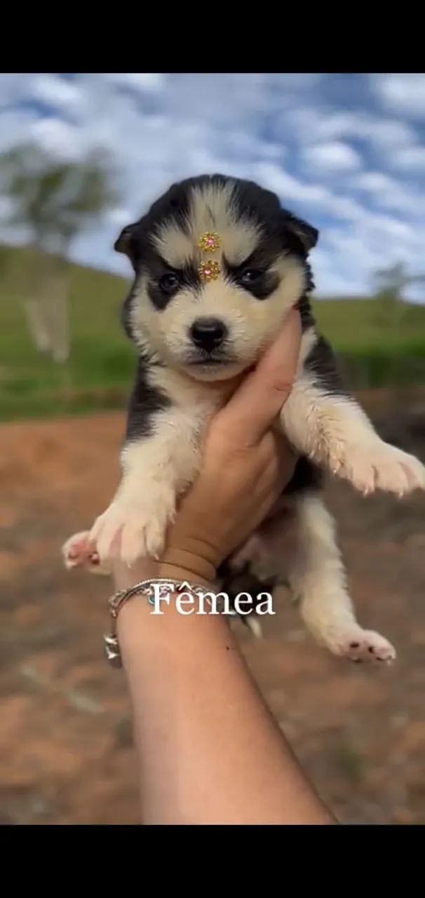 Husky siberiano padrao da raça