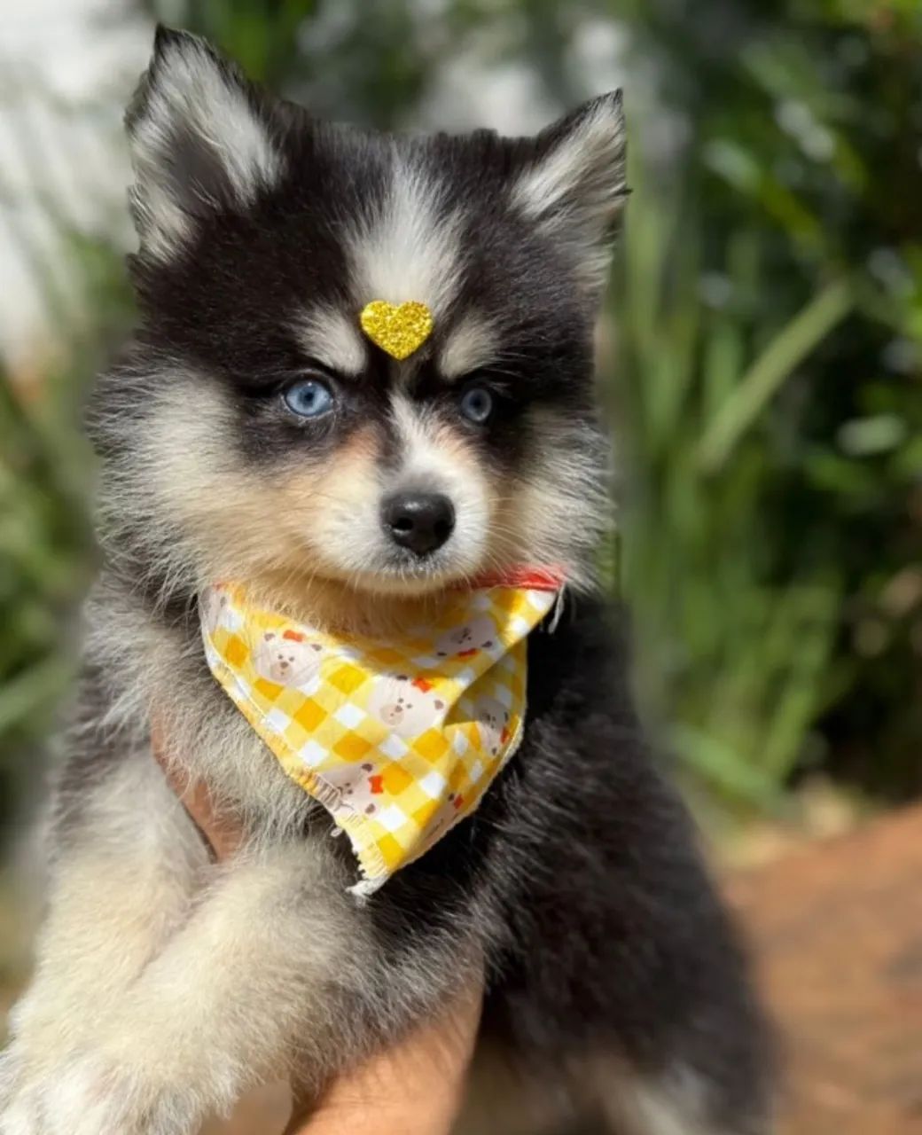 Pomsky mini 