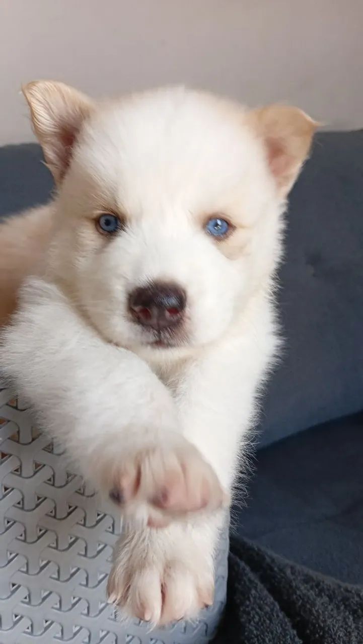 Husky siberiano 