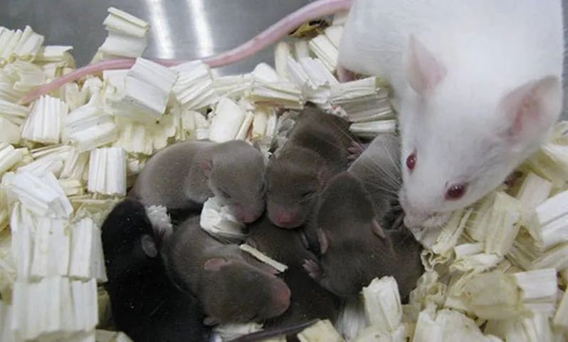 CAMUNDONGOS  - Foto 2
