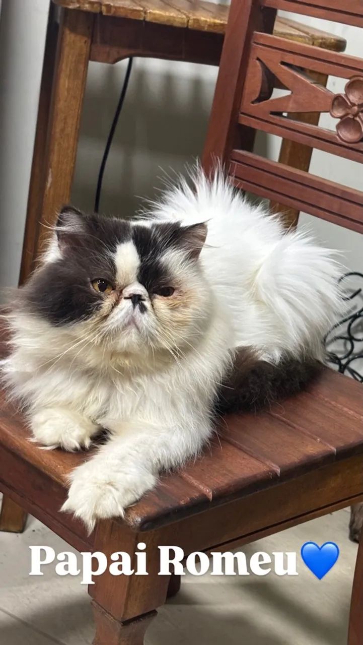 Lindo bebê gato persa! ? - Foto 2