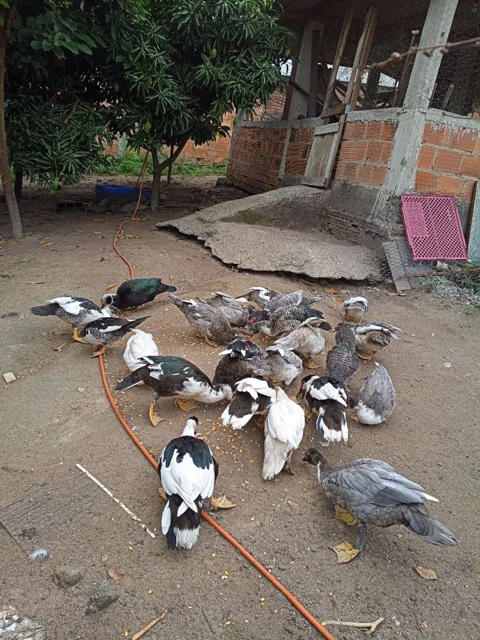 Patos saudáveis  - Foto 3