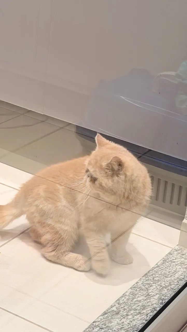 Gato persa - Foto 4