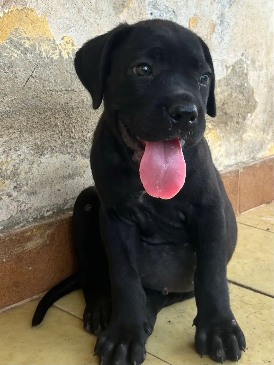 Cane Corso com Pedigree CBKC - Foto 2