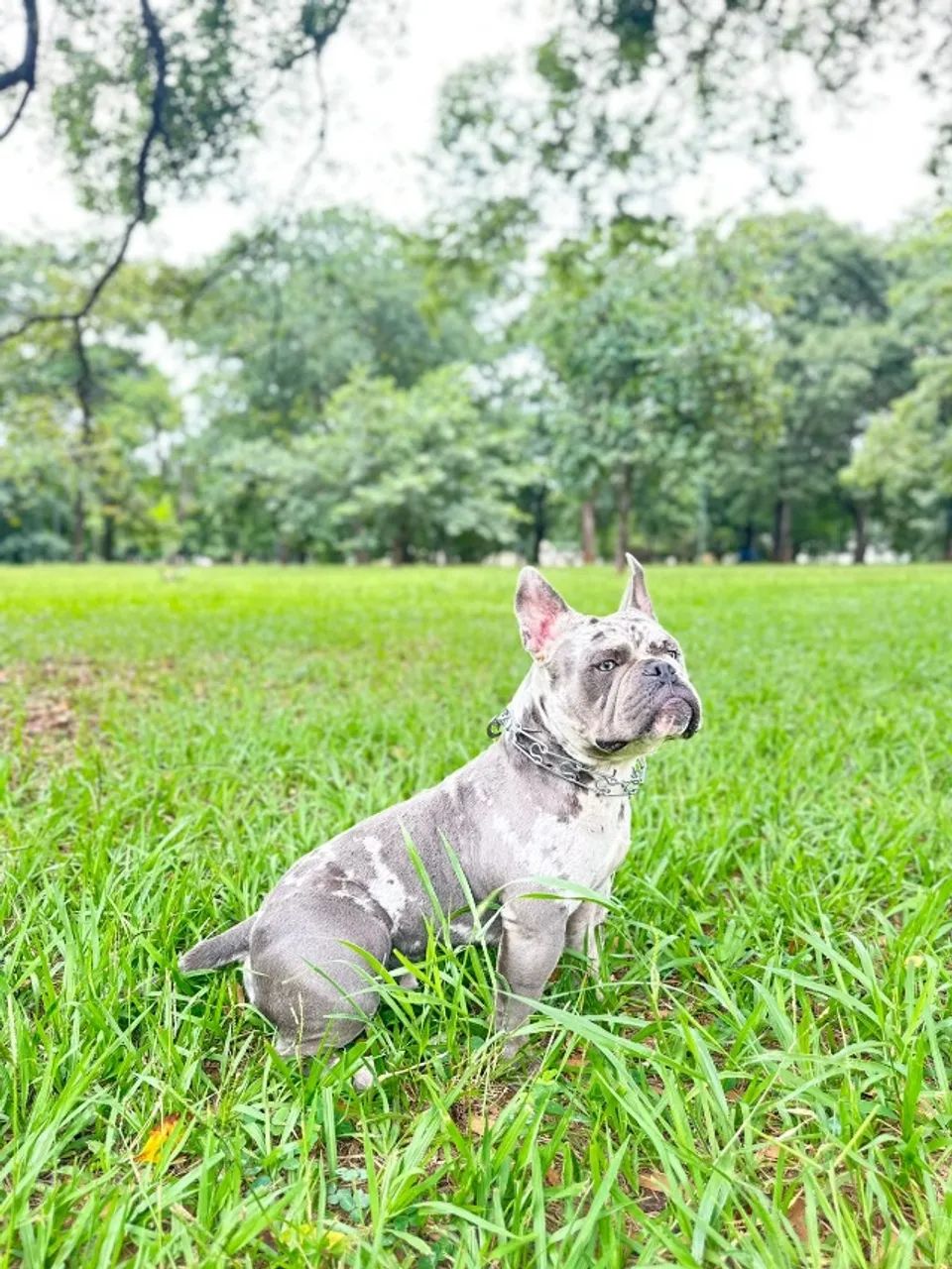 Exotic bully Macho Triblue Merle Disponível  - Foto 4