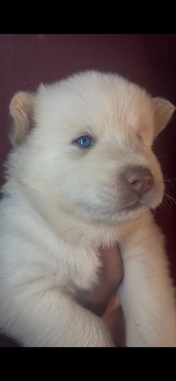 Husky siberiano wooly 