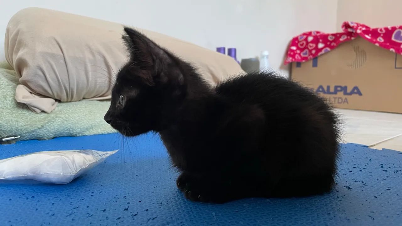 Gatinho macho preto  - Foto 3