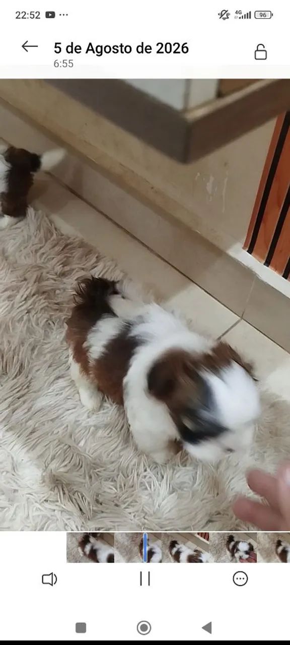 Shitzu macho micro  - Foto 2