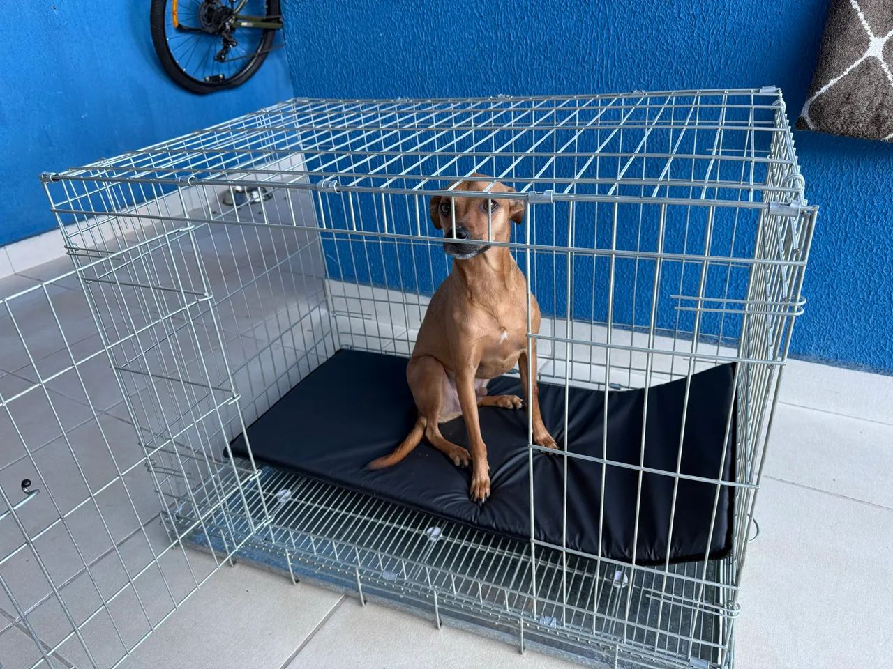 Canil / gaiola / caixa de transporte pra cão  - Foto 2