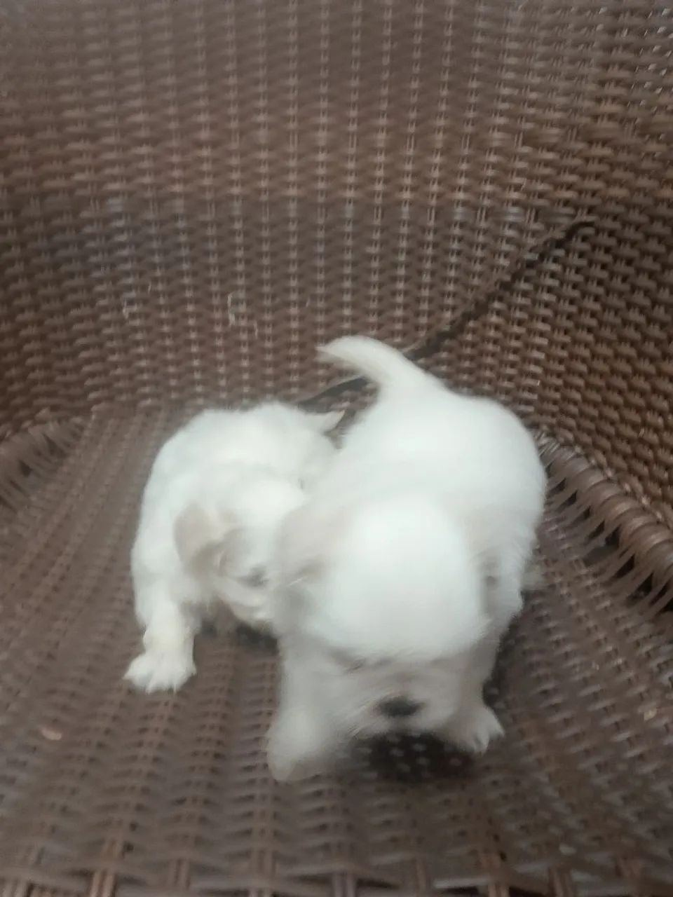 Shitzu  - Foto 2