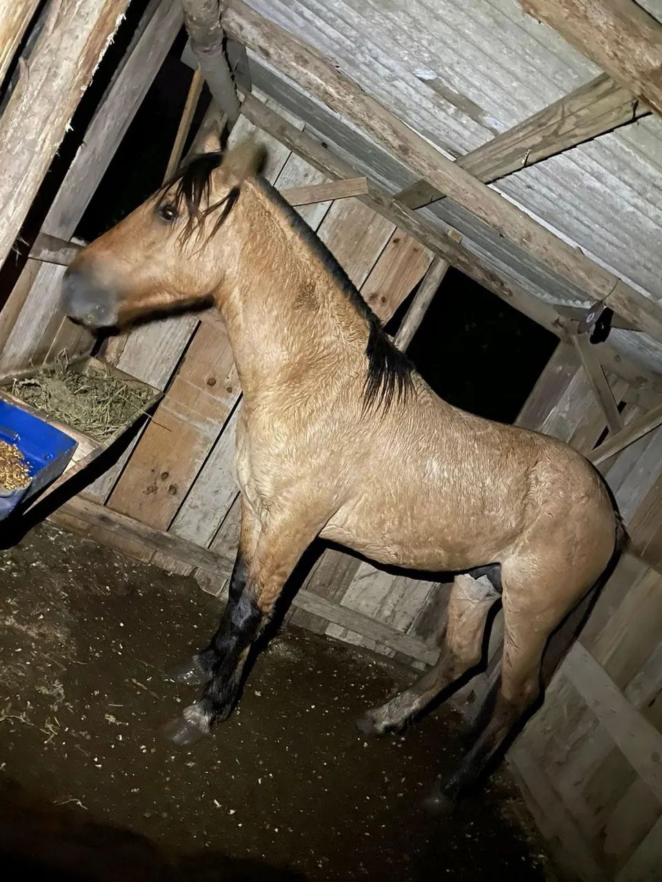 Cavalo Crioulo