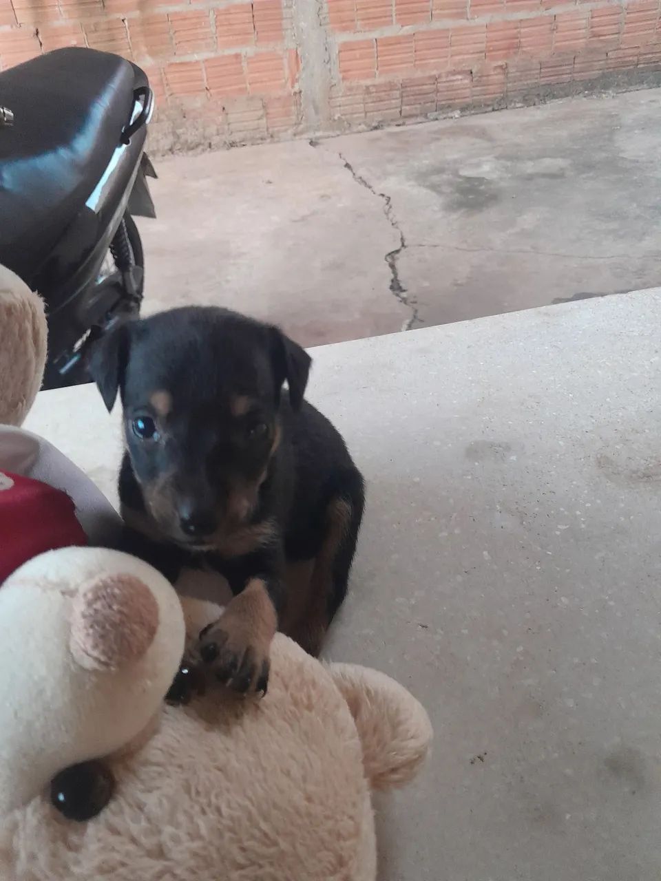 Cachorro  - Foto 3