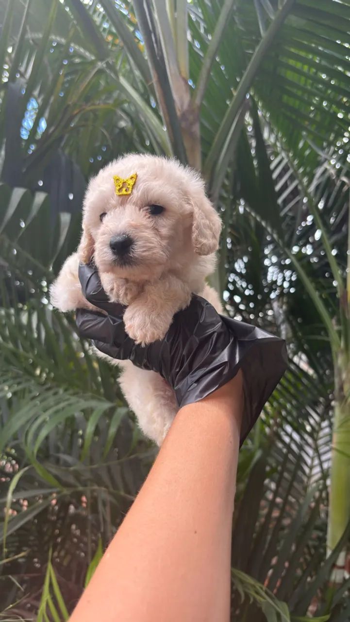 Poodle macho e fêmea  - Foto 2