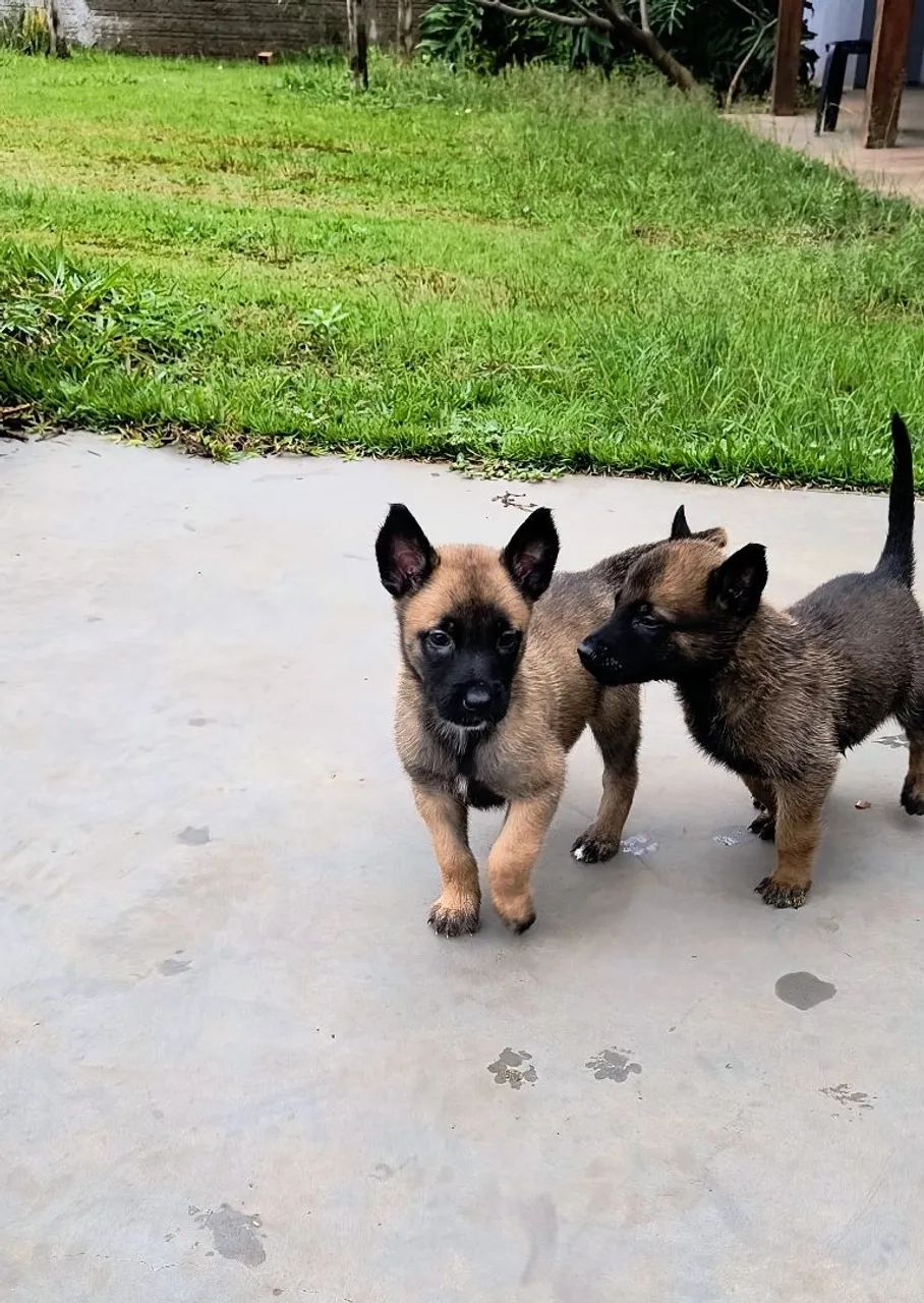 Pastor belga malinois  - Foto 2