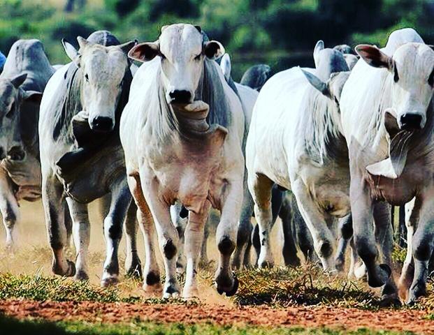 Fazendas Vale do Araguaia
