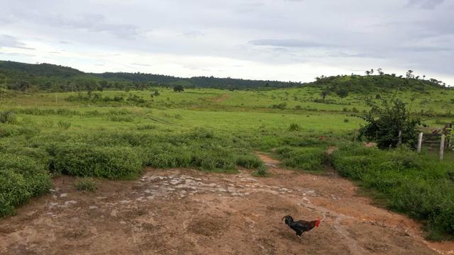 Fazenda 282 alqueires a 1 km do asfalto em açailândia - Foto 4