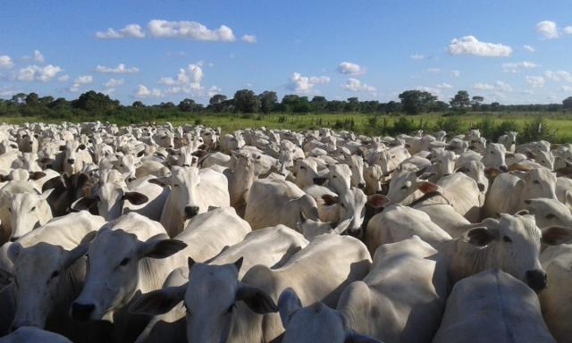 8271 | fazenda à venda em poconé mt - Foto 4
