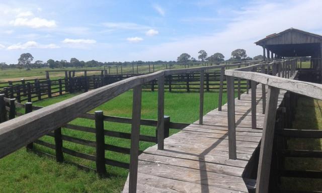 8271 | fazenda à venda em poconé mt - Foto 9