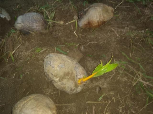 Muda de coco anão