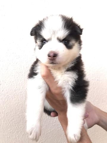 Husky Siberiano Wooly - Foto 2