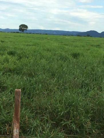 4342 Hect Em Barra Do Garça podendo virar soja.(Fazenda modelo difeênciada) - Foto 12