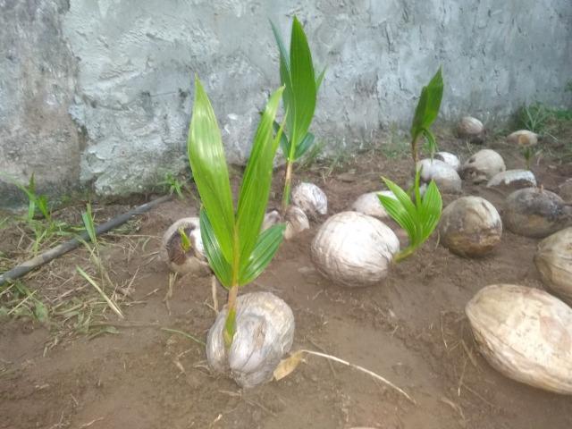 Muda de coco anão - Foto 4