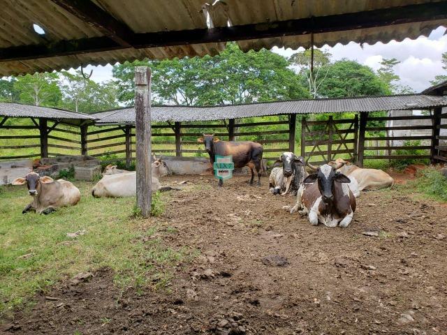Ubaitaba. Fazenda produtiva de 139 Hectares a beira do asfalto. - Foto 8