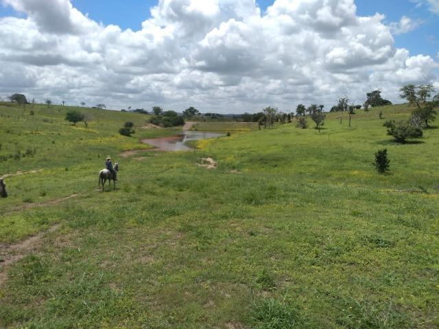 Maravilhosa fazenda na região rural de Baixa Grande Bahia, a 150 km de Feira de Santana - Foto 6