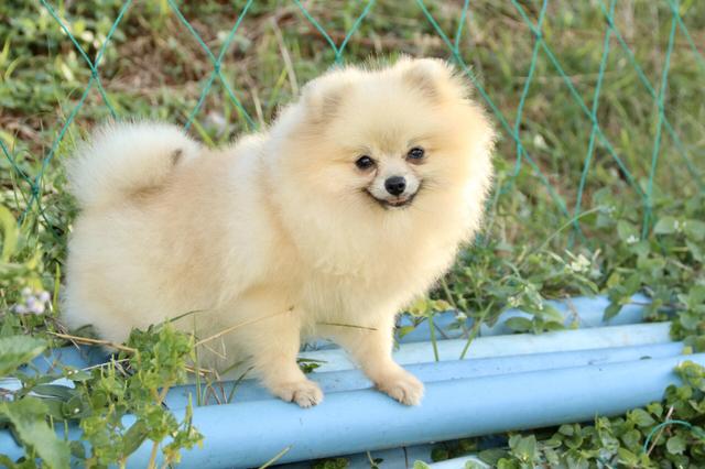 Ele Cabe dentro bolsa NÃO CRESCE MAIS LULU DA POMERANIA - Foto 3