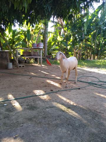 Ovelhas e carneiros - Foto 4