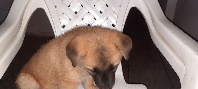 Animais de estimação