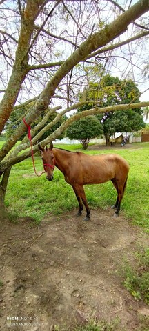 ÉGUA MANGOLINA 