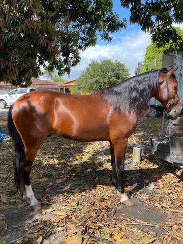 Cavalo Mangalarga Marchador