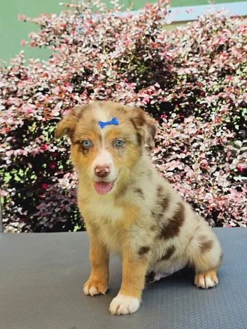 Border Collie - Pet Shop Da Madre Londrina