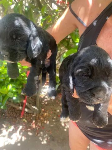 Filhote de Cocker Spaniel Inglês Melhor Preço Espírito Santo - Filhote de  Cocker Spaniel Inglês Dourado - Encrenquinhas