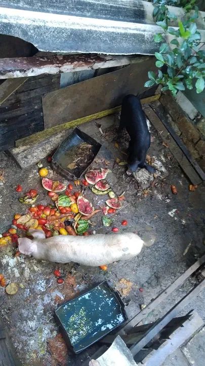 Porco  para venda - Foto 3