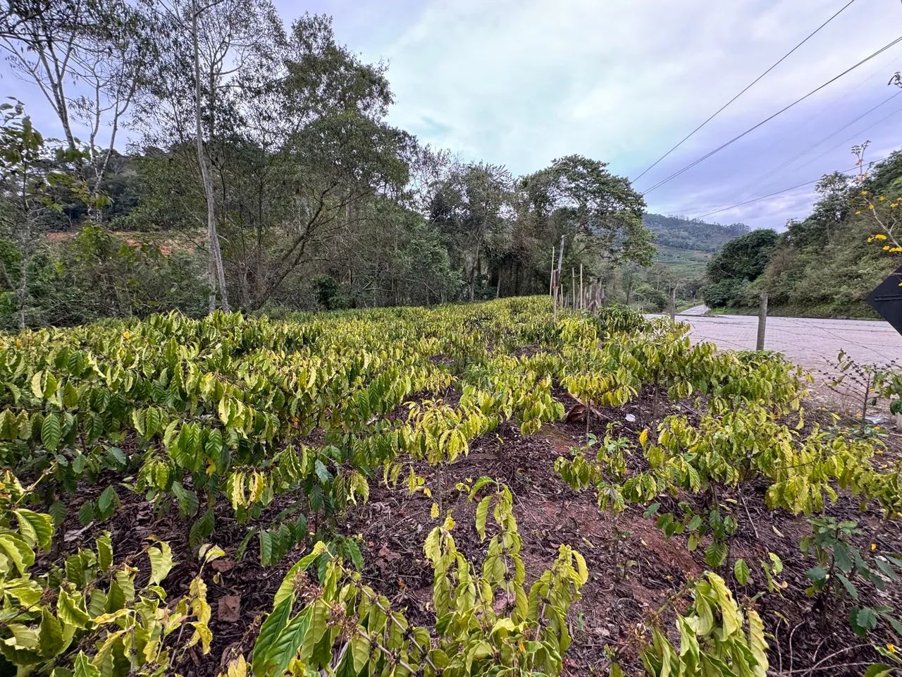 Terreno em Santa Teresa - Foto 4