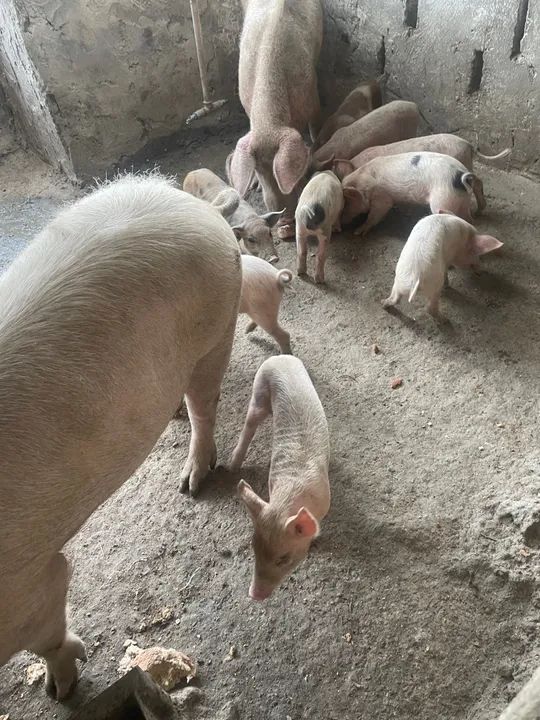 Leitões e Porcos  - Foto 2
