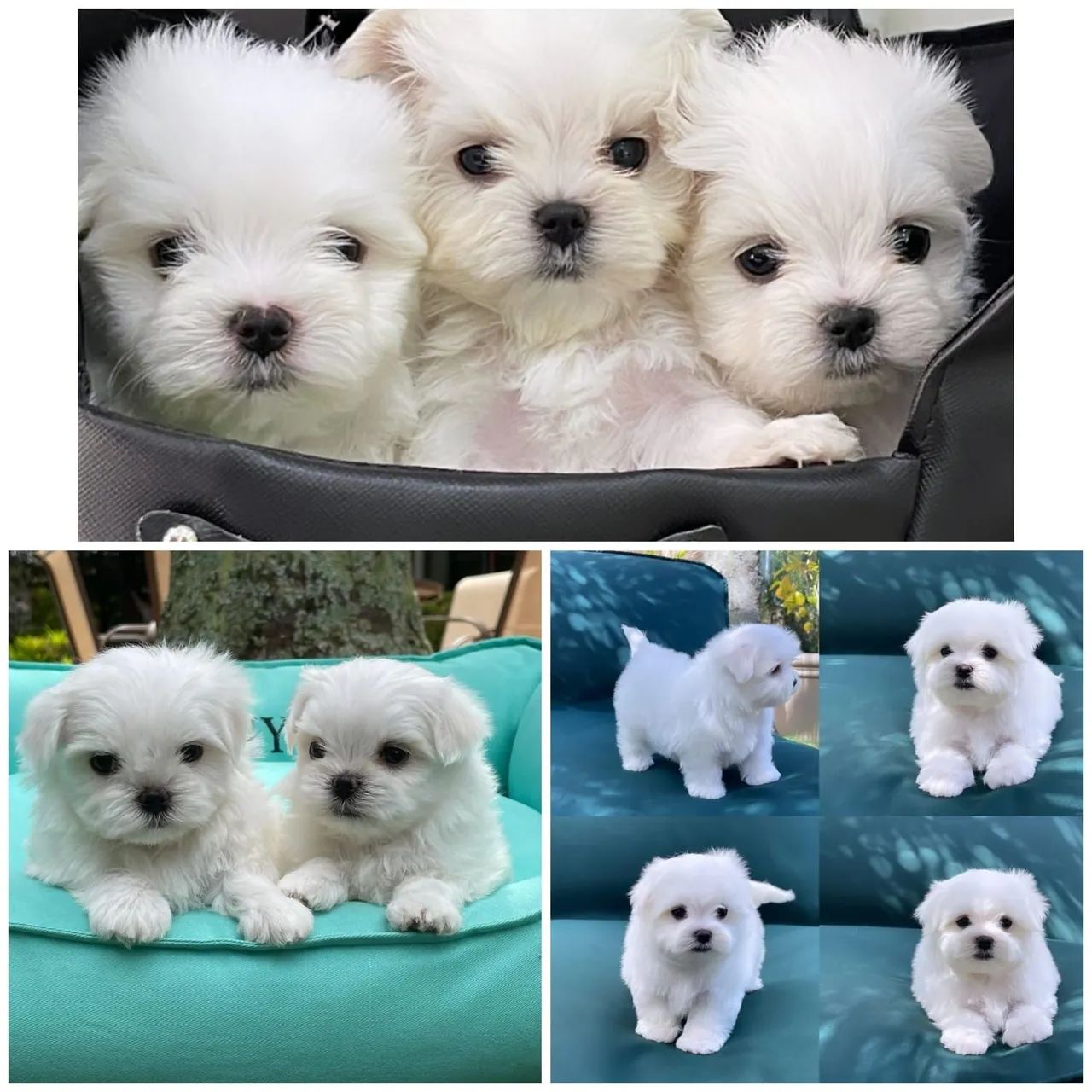 Lindos Filhotes de Maltês disponíveis - ambos os sexos - Cachorros e  acessórios - Setor Oeste, Goiânia 1321645560 | OLX