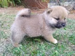 shiba venha retirar