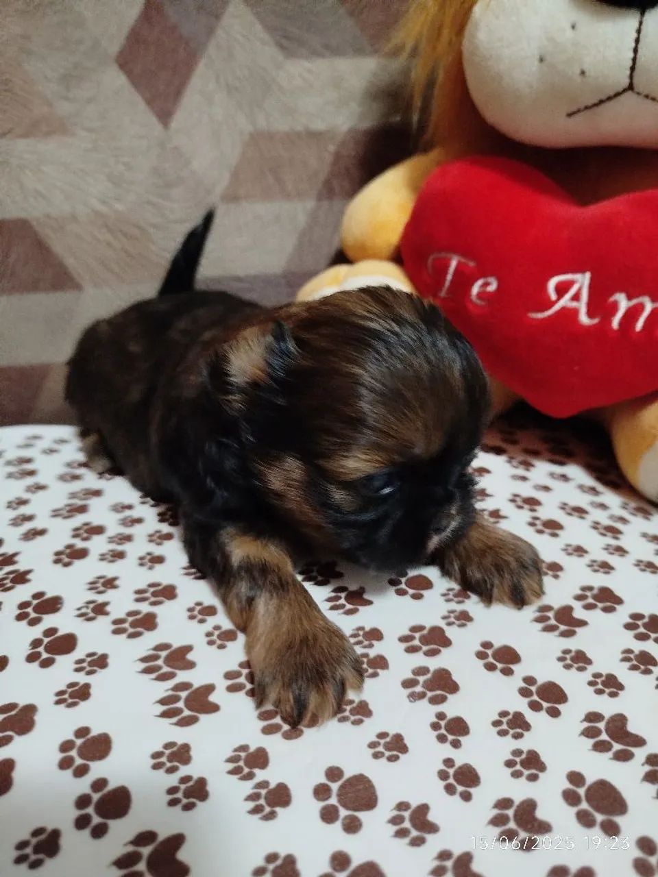 Filhote de Shih Tzu disponível - Foto 3