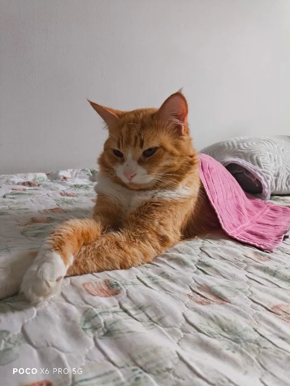 ADOÇÃO RESPONSÁVEL 