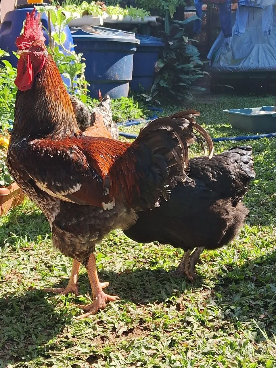 Ovos GSB galinha balão - PROMOÇÃO  - Foto 4